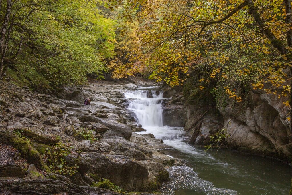 a river running through the woods