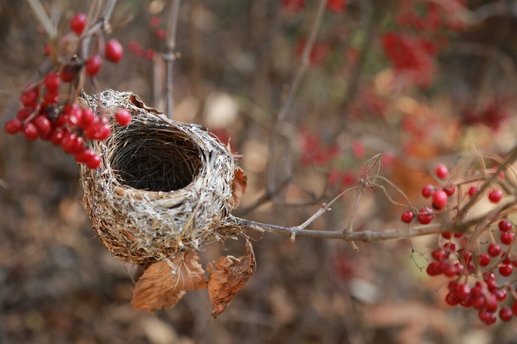 a birds nest