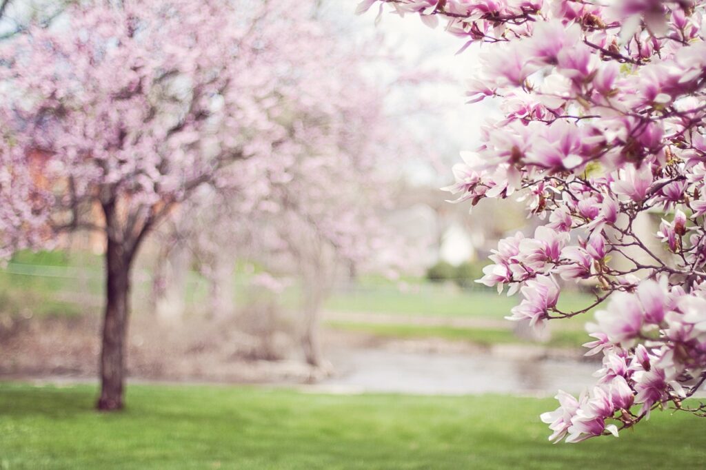 a Magnolia tree blossoming