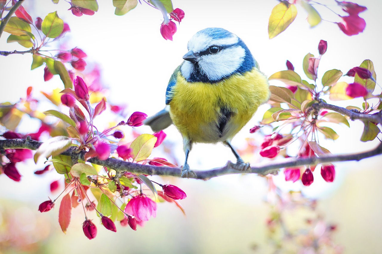 a bird sits on a branch of pink budding flowers