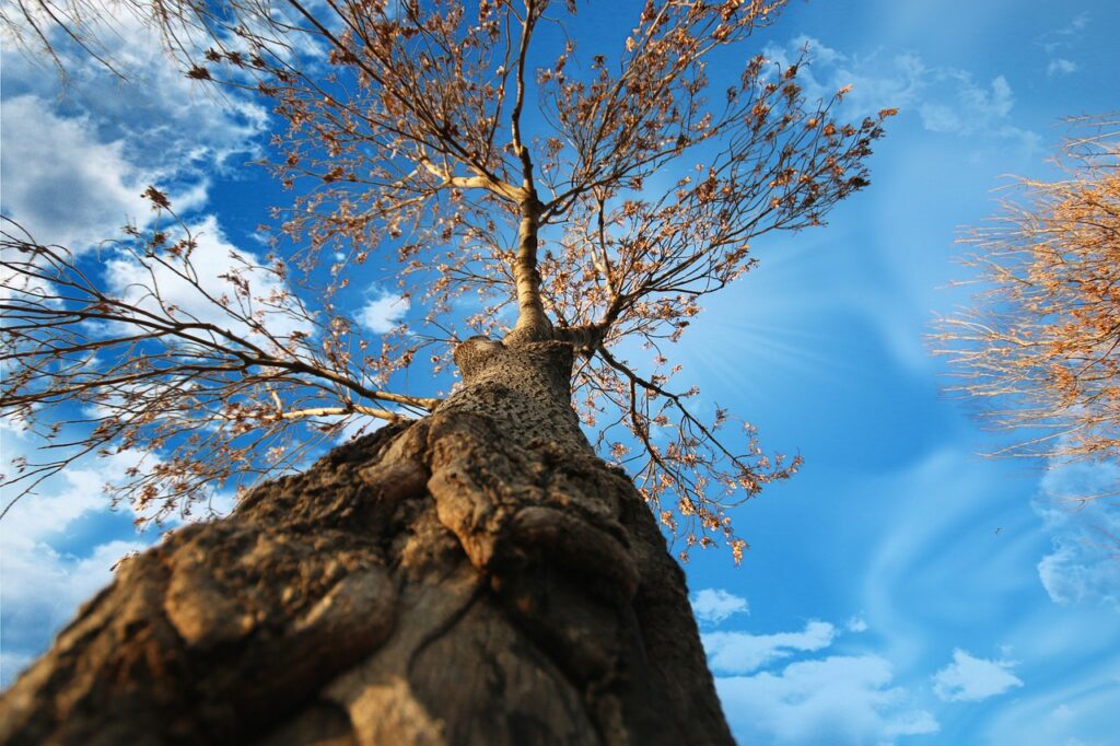 an image of a tree with bark prominet stretching up the a blue sky