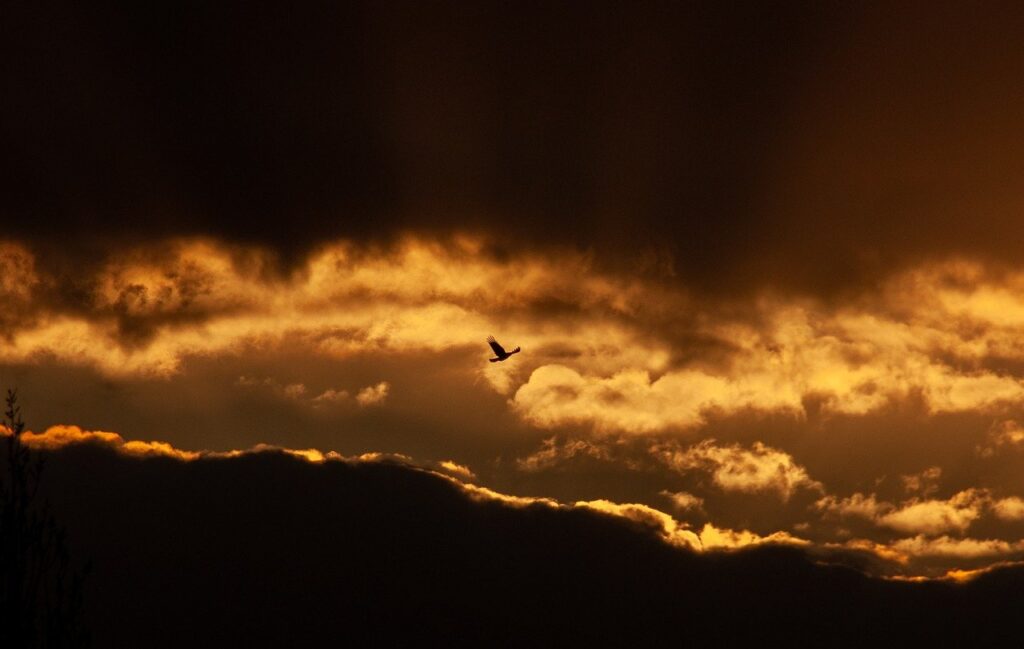 a bird flies acriss a sky of clouds, some light and some dark