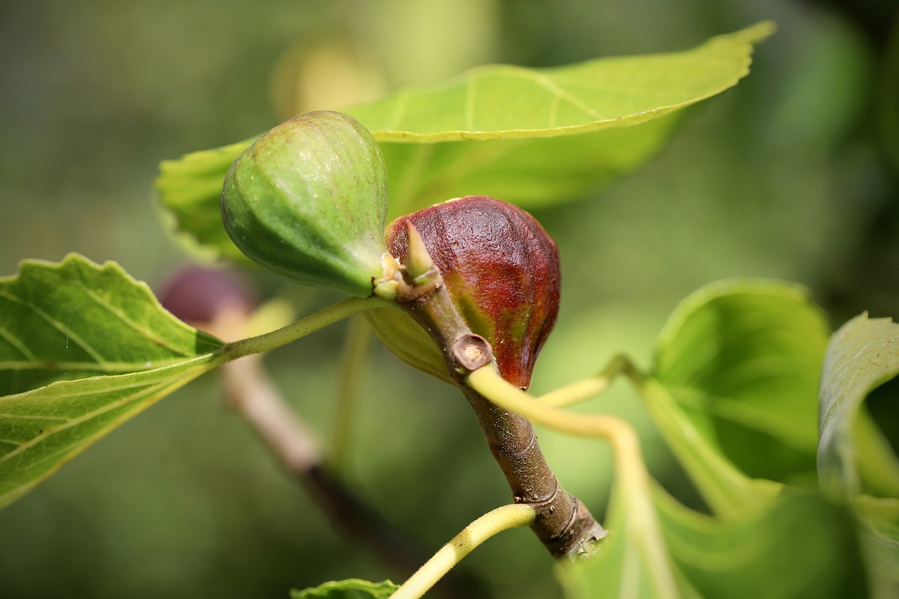 closeup of a fig growing on a tree