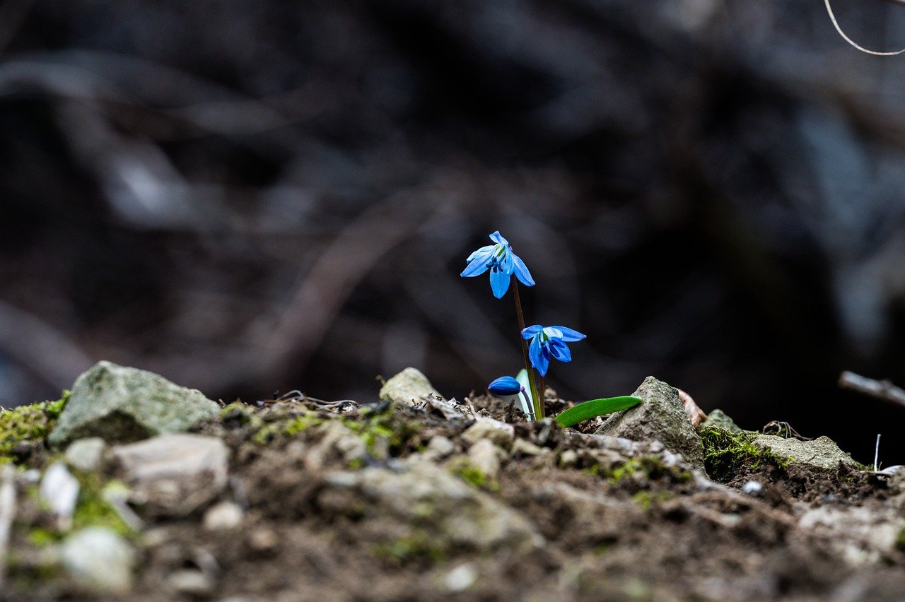 a blue flower spring up from brown rocks