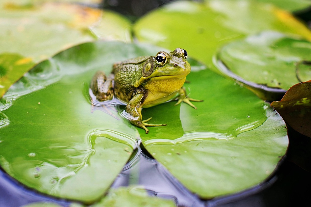 a small green frog sits on a lily pad