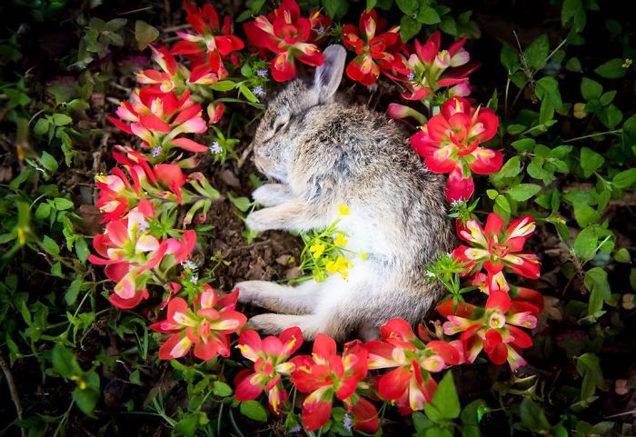 a deceased rabbit lies in a circle of red flowers