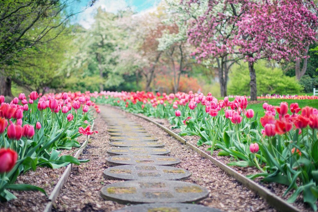 pathway in a garden