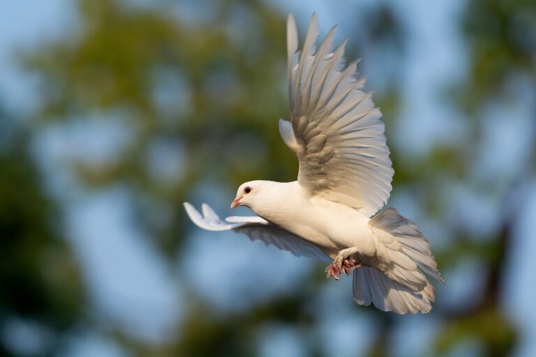 a white dove opening its wings