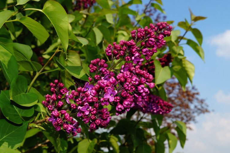 fuscia colored lilacs