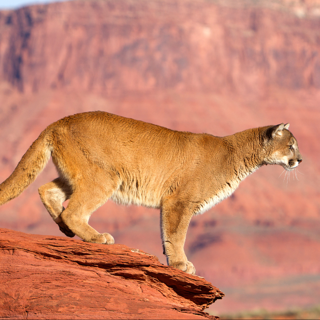 A mountain lions stands poised