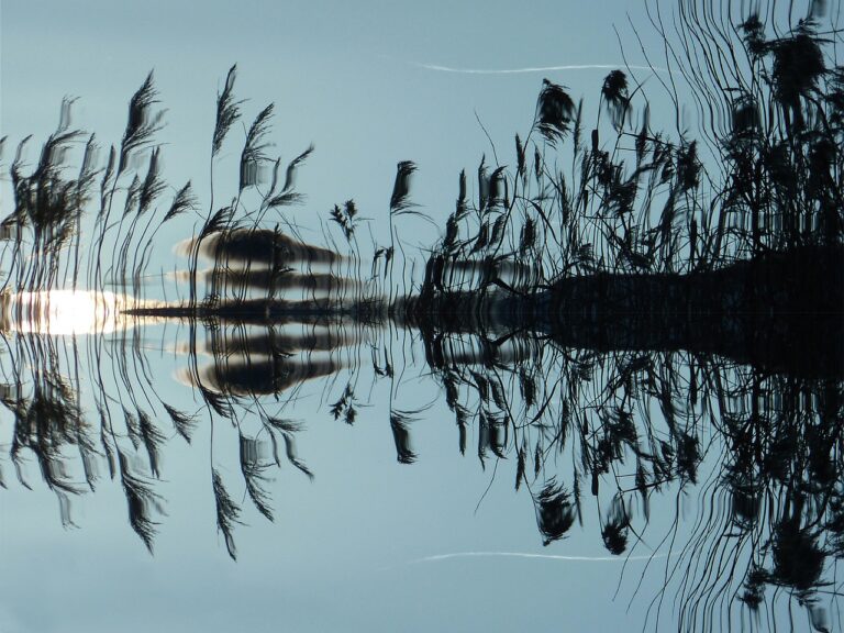 reflection of reeds in the Sea