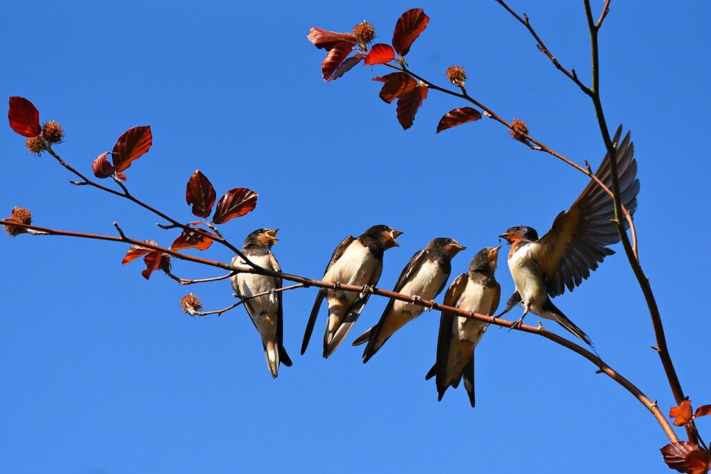 five swallows, one with wings outstretched, sit on a thin branch of a tree with small red leaves