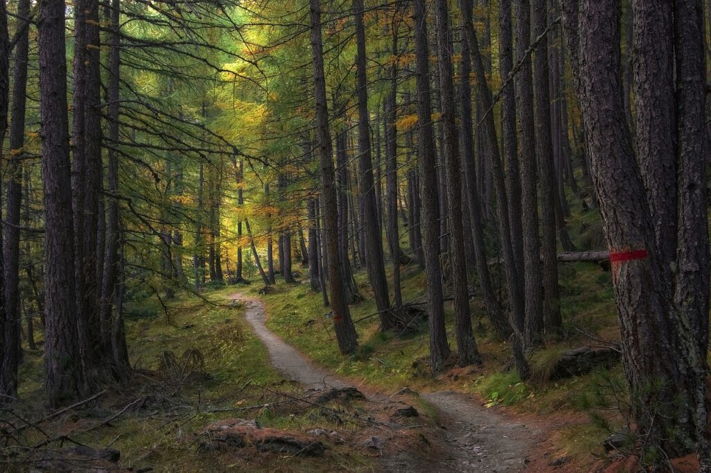 a very narrow trail is surrounded by tall thin trees