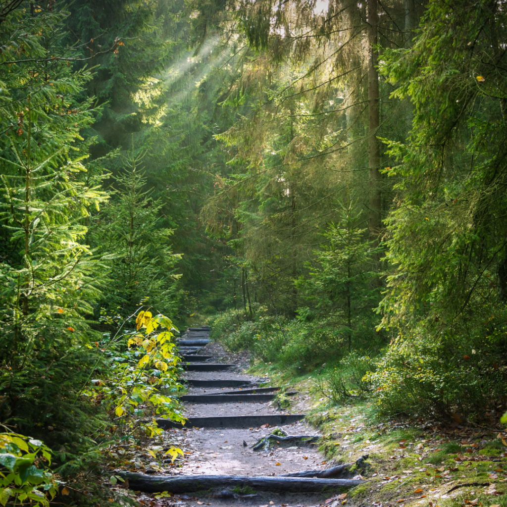 a path through a sunlit green woods