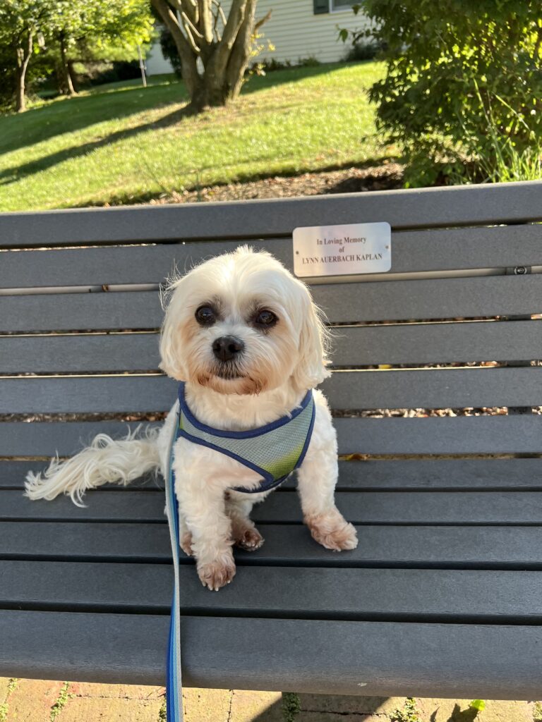 Small white dog wearing a harness sits on a park bench in the sun, with a memorial plaque behind it.