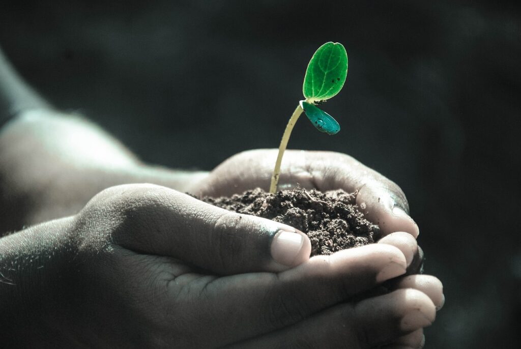 hands holding a tiny seedling