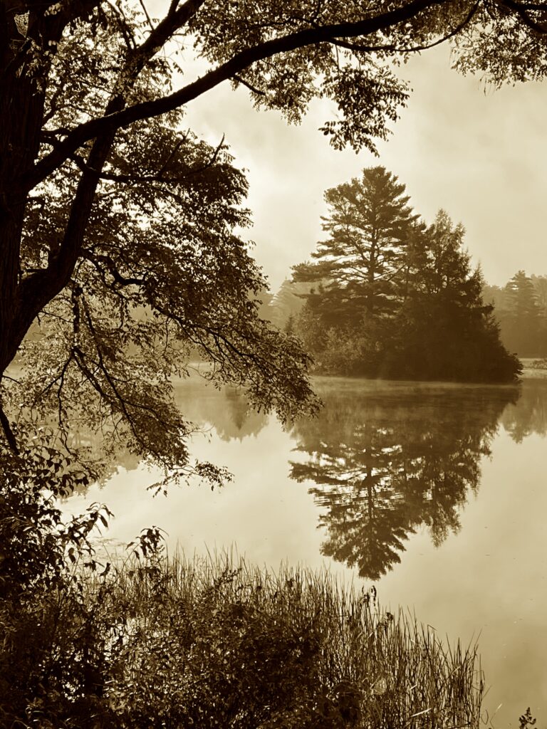 In sepia tones, trees reflected in a lake