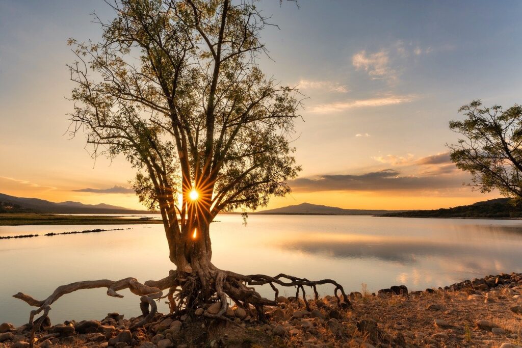 a tree against water. clouds and sunrise