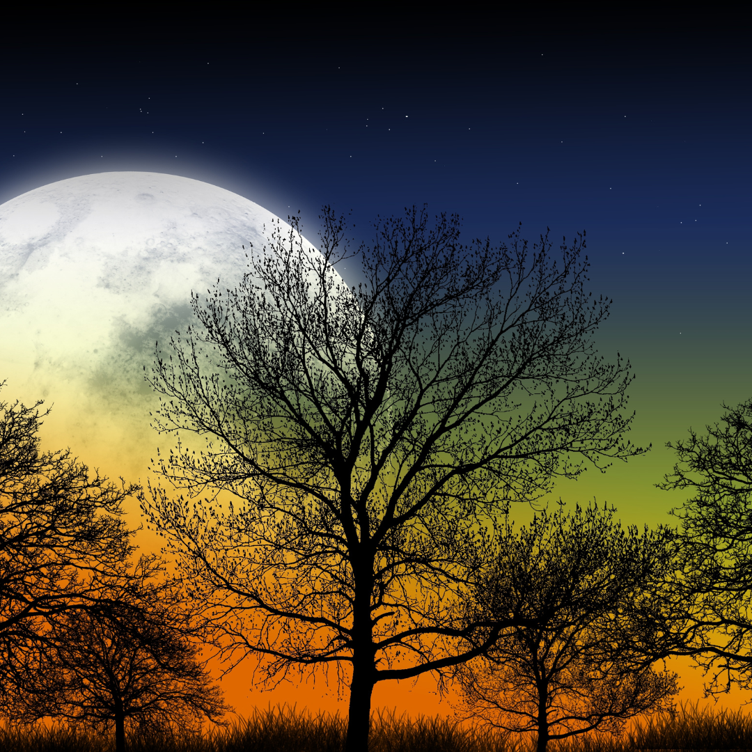 Silhouetted trees against a large moon, with a gradient sky transitioning from orange to dark blue with stars.