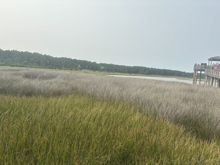 Grassy marshland with a wooden deck on the right, trees and water visible in the background under a pale sky.