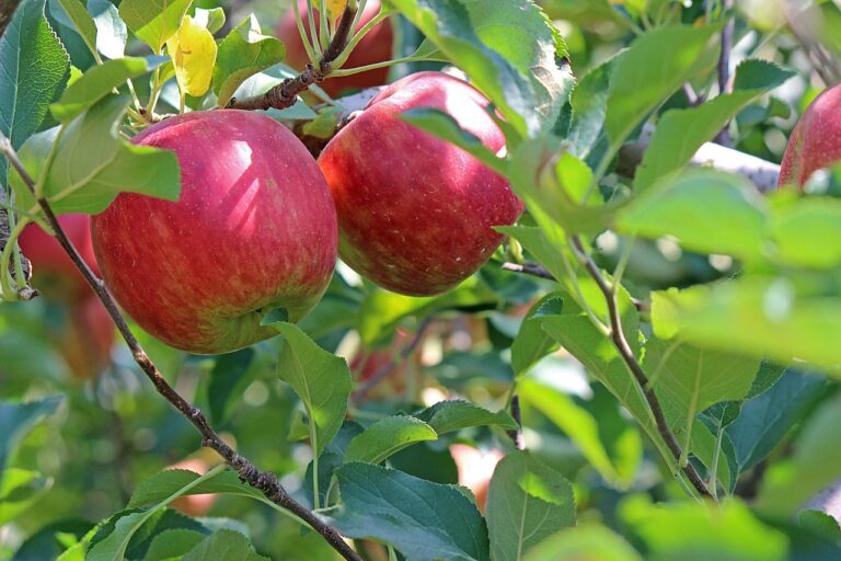 red apples and green leaves hanging on a tree