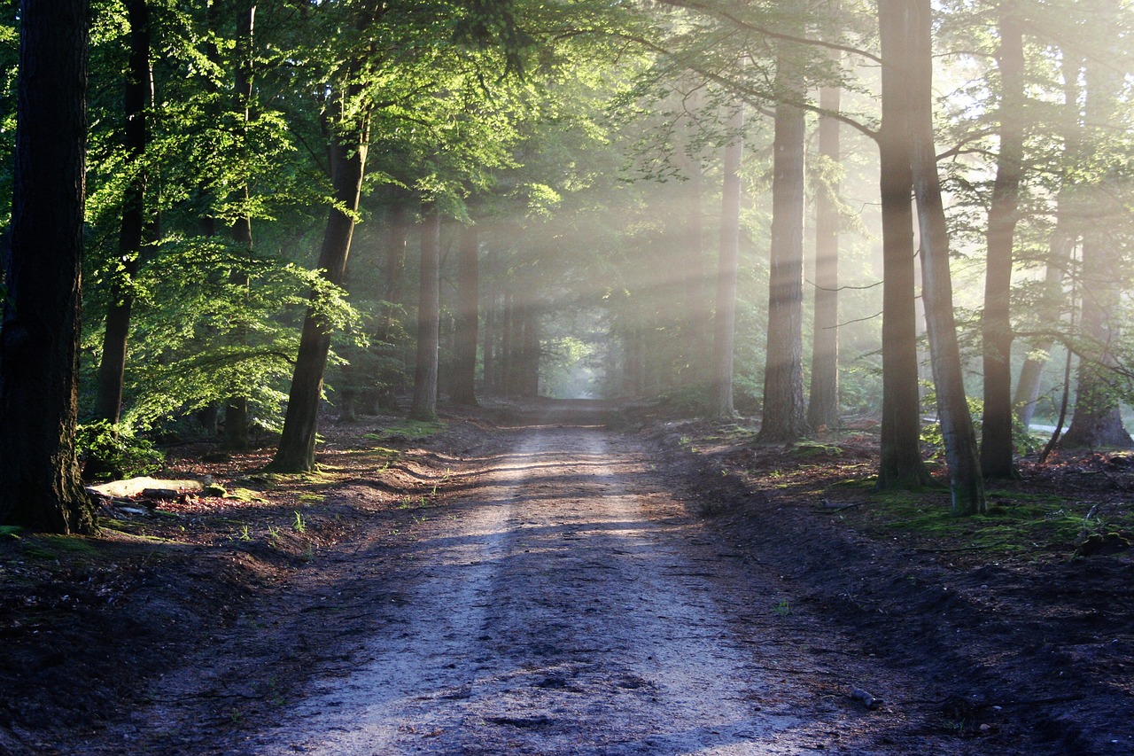 a path through tall green trees, light comes over the path