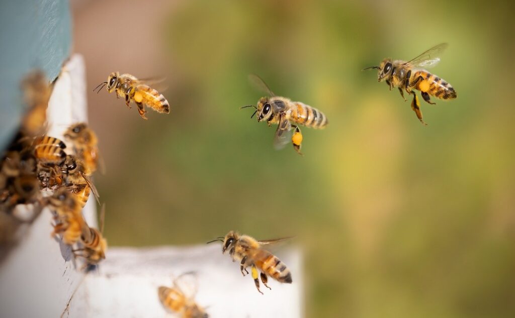 several yellow and black bees swarm to a hive