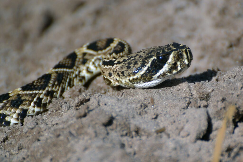 a brown and white copperhead snake set against brown rocks