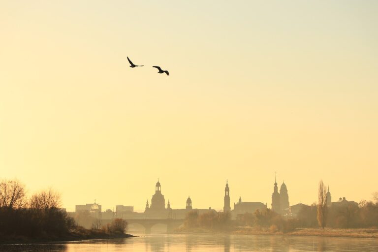 Birds fly over the city