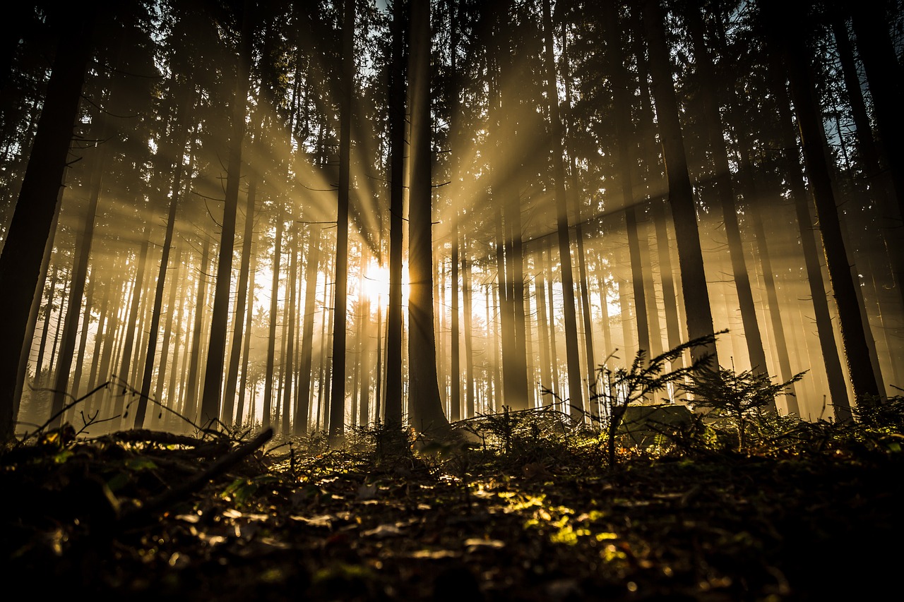 sunlight through a forest of trees