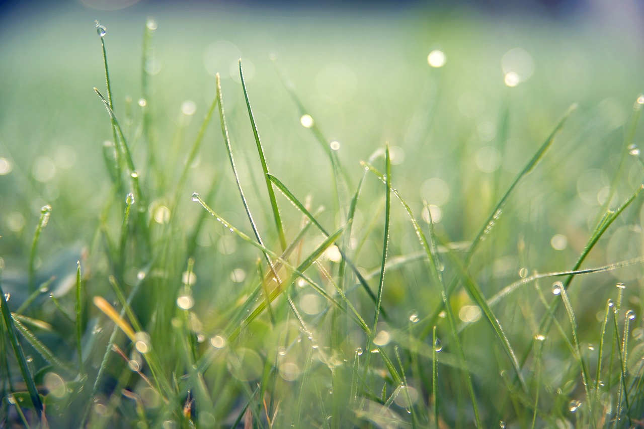 raindrops on grass