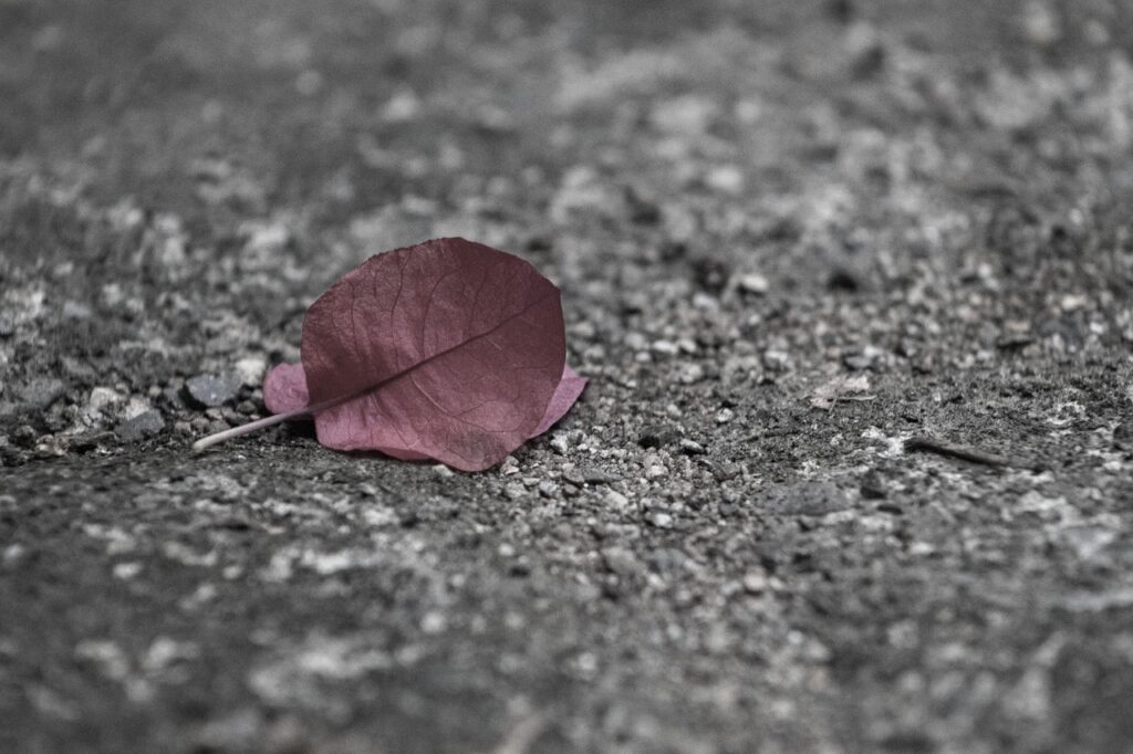 a single leaf on the ground