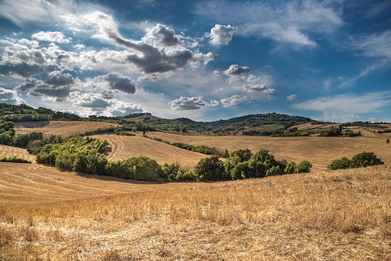 a golden field, dotted with green plants. Small hills and blue skies lie beyond the field