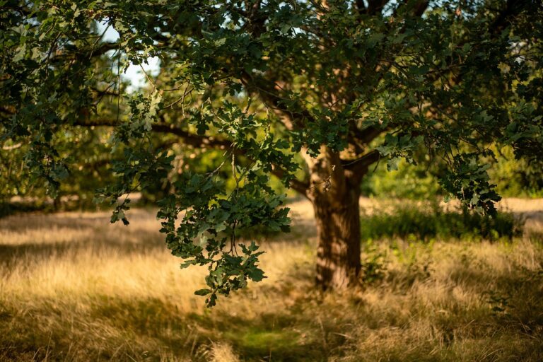 an oak tree with a brown trunk and green leaves stands in foreground