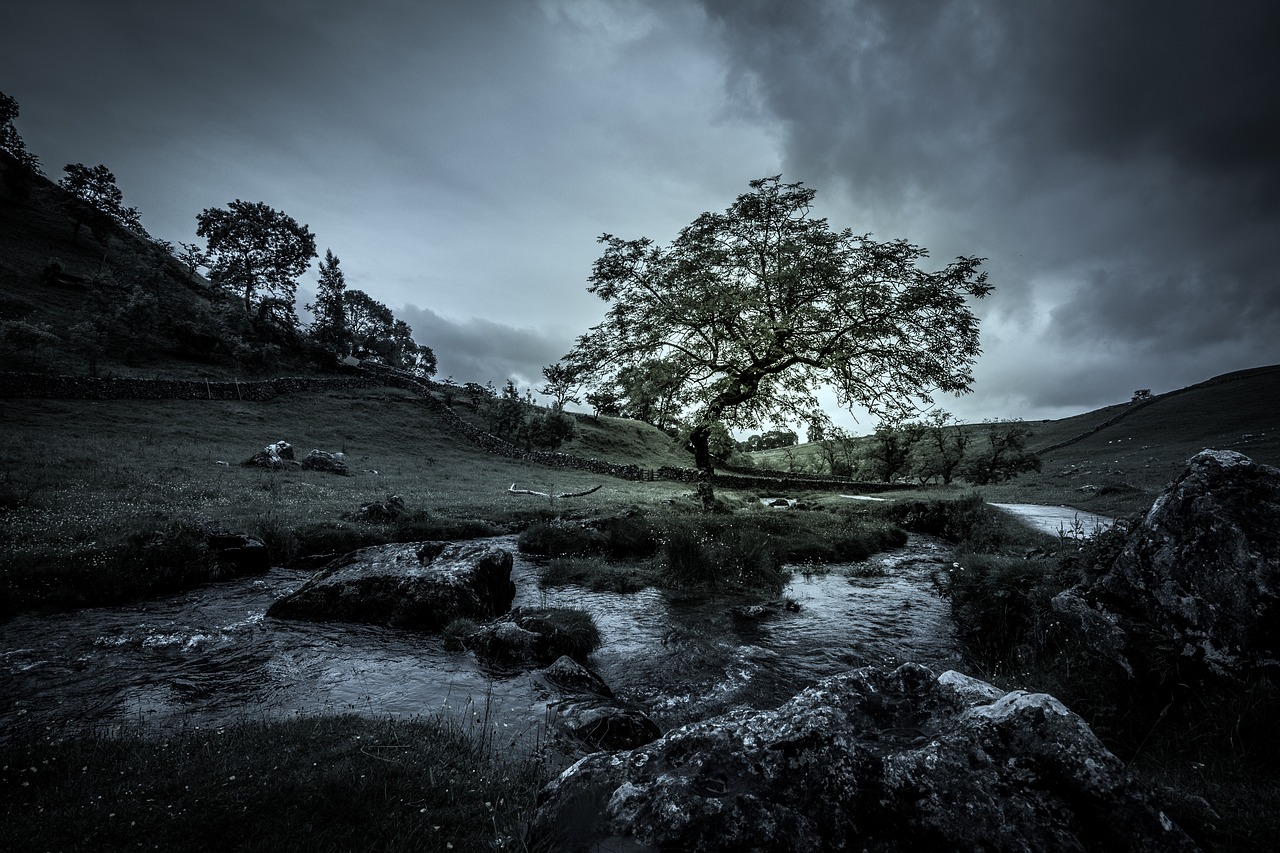 a shadowy image of a lone tree by a stream