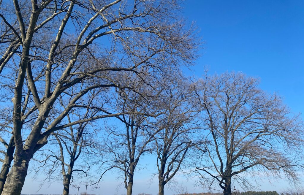 Leafless trees with bare branches stand against a clear blue sky on a sunny day.