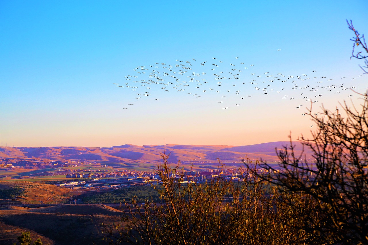 a flock of birds flying across a blue sky