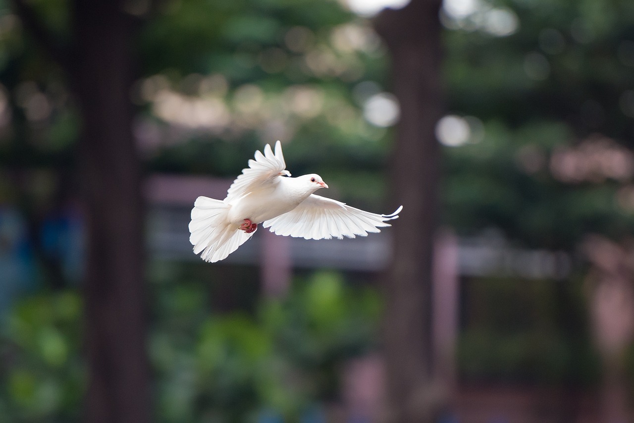 a white dove flies with wings spread wide, behind the dove are tall trees