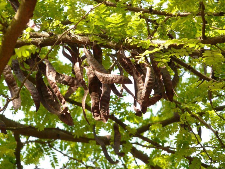 brown carob pods hang from a green tree