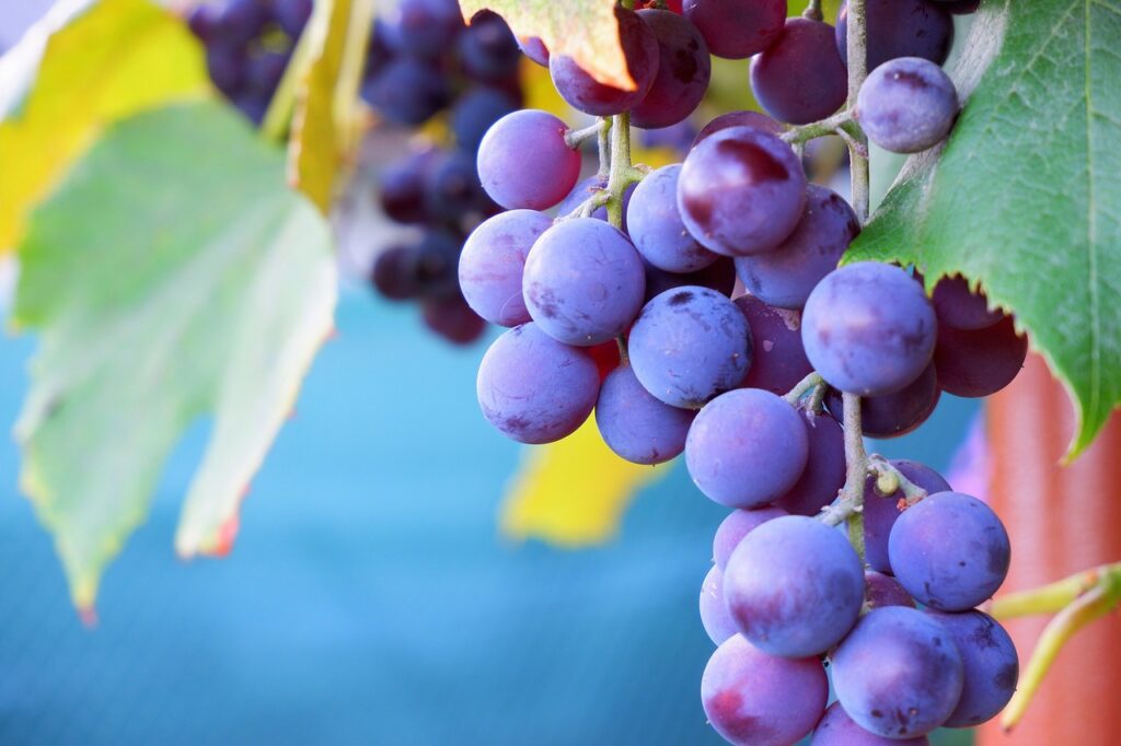 purple grapes hanging on a vine