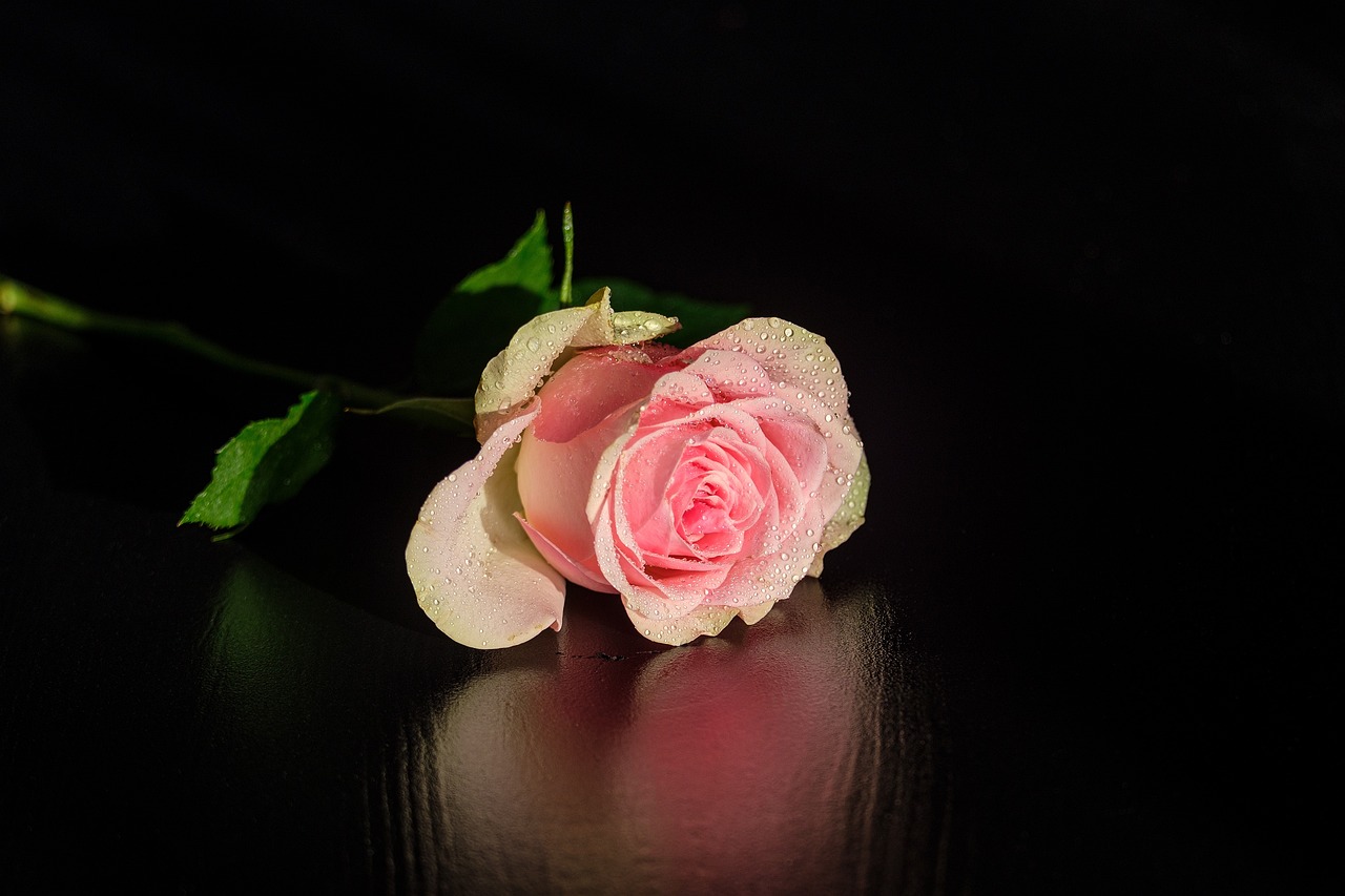 a pink rose, wet with dew