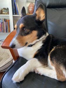 A Corgi with black, brown and white fur