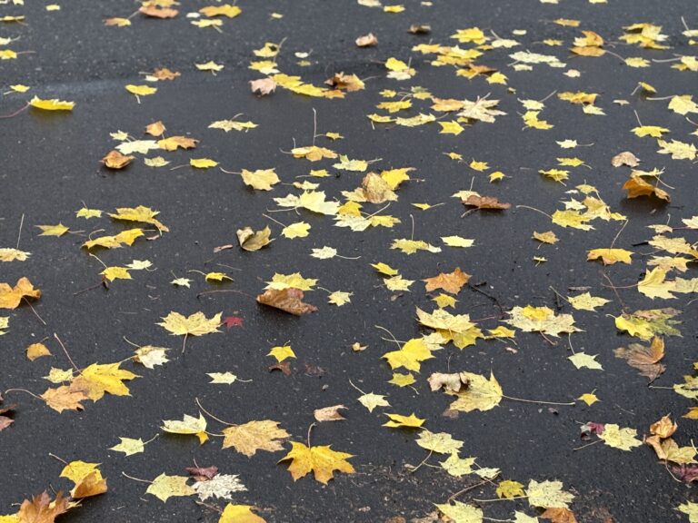 Yellow and brown autumn leaves scattered on wet asphalt.