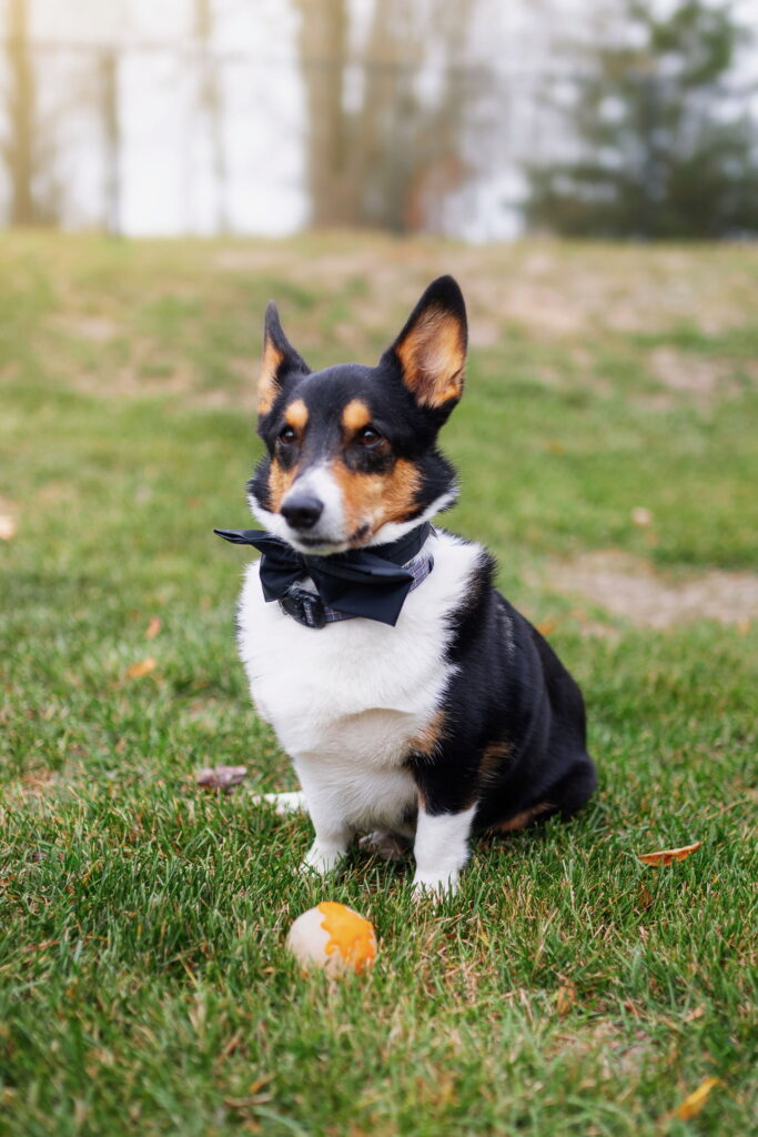 A corgi wearing a black bow tie sits on grass with a ball in front of it.