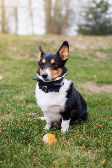 A corgi wearing a small bow tie