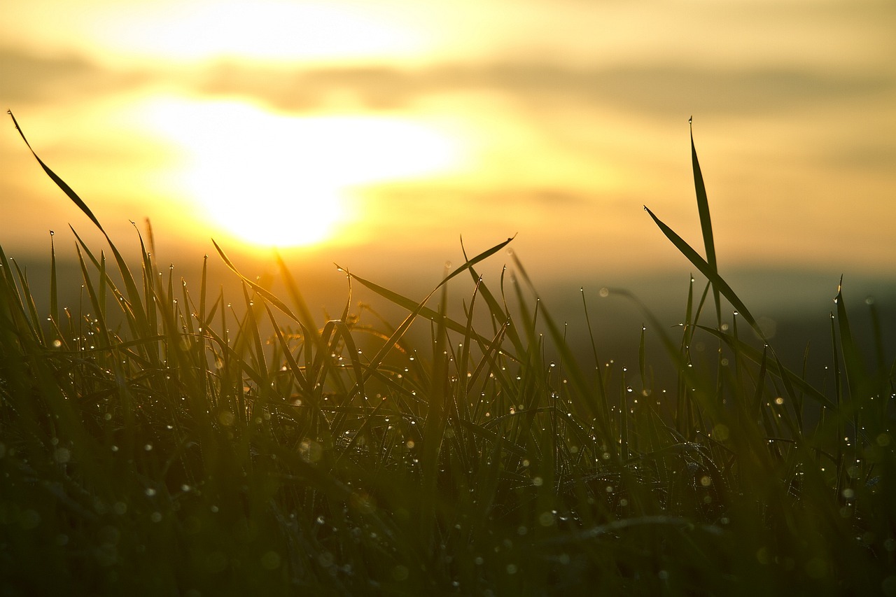 the sun rising over soft tall grass