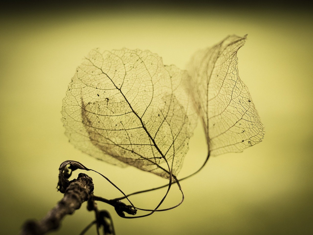 Two delicate, skeletal leaves on a twig against a soft yellow-green background.