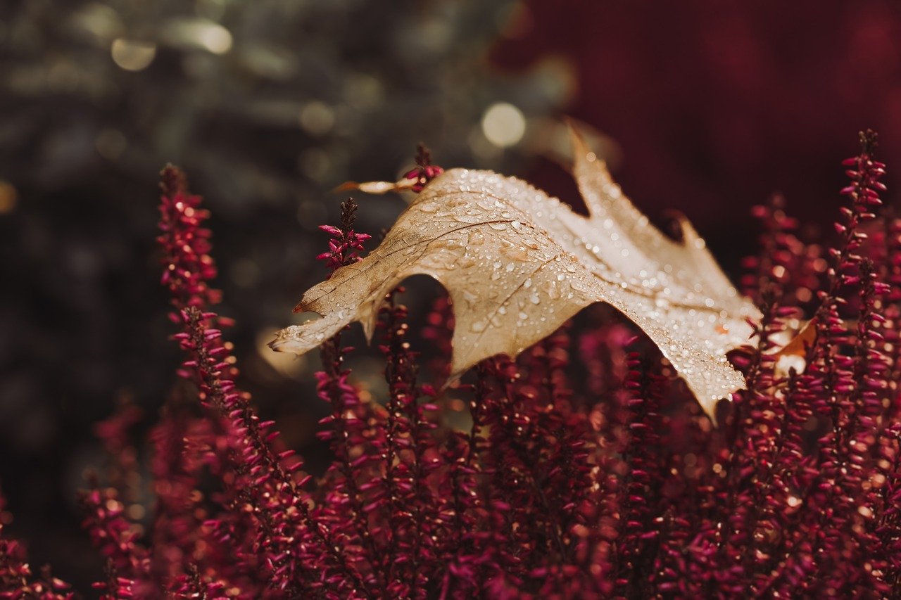 raindrops on red branches and a brown leaf