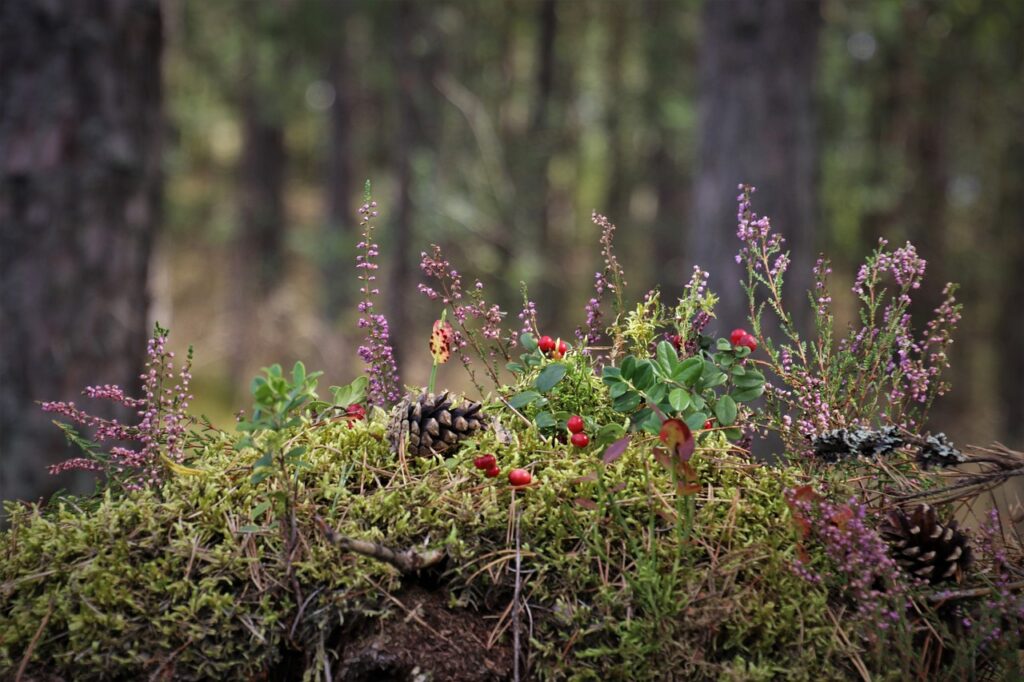 Mossy forest floor with red berries, heather blooms, pinecones, and green leaves against a blurred forest background.