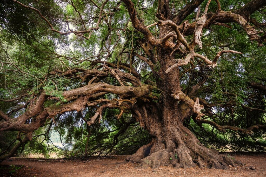 Ancient, sprawling tree with twisted branches and thick roots in a lush, green forest setting.